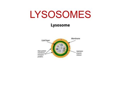 LYSOSOMES structure and functions.123456789pptx | PPT | Free Download