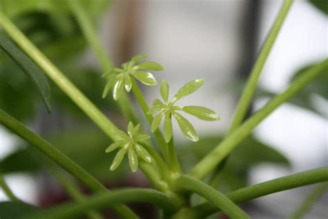 Umbrella Plant Propagation Different Techniques Plantura