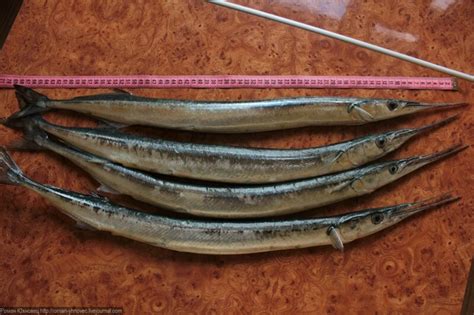 Рыба-стрела Балтийского моря. Сегодняшний улов.: roman_yhnovec ...