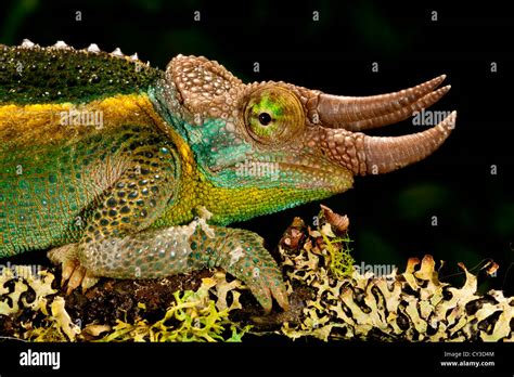 Mount Kenya Jackson S Chameleon Trioceros Jacksonii Xanthopholophus