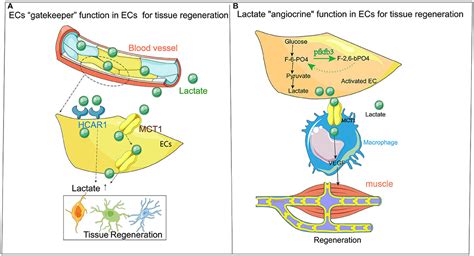 Frontiers Endothelial Cell Lactate Metabolic Player In Organ