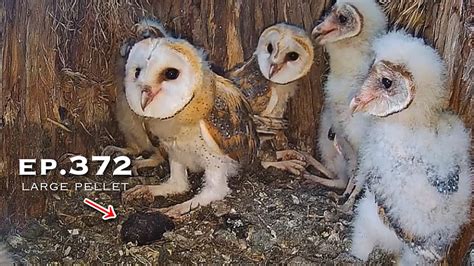 Barn Owl Nest ep 372Lechuzas en el nido DIRECTO Cámara 56 Ávila en