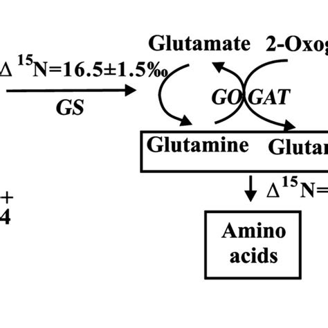 The Assimilation Of Inorganic Nitrogen In Plants The Main Enzymes Download Scientific Diagram