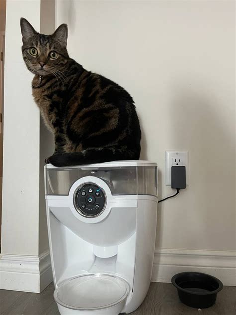 5 Best Automatic Feeders For Cats In 2023 Technomeow