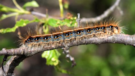 Eastern Tent Caterpillar - North American Insects & Spiders