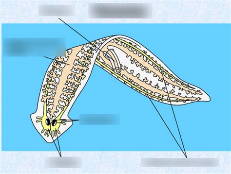 Planarian Diagram Quizlet