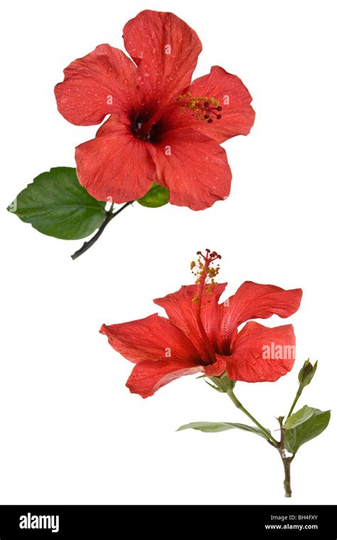 Hibiscus Flower Hi Res Stock Photography And Images Alamy