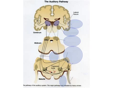 the auditory pathway Quiz 
