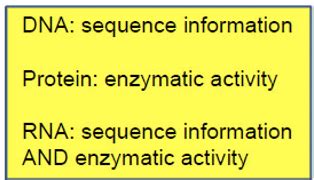 epigenetics - Presentation Non-Coding RNAs Flashcards | Quizlet
