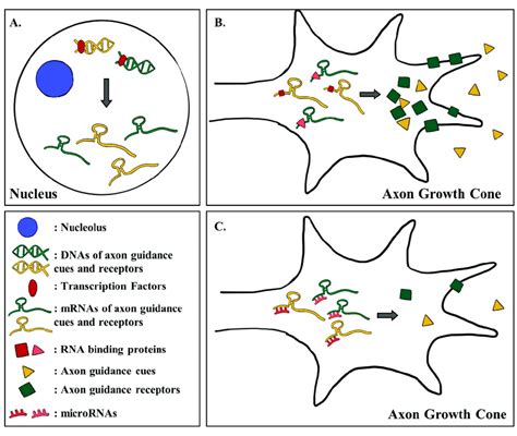 Transcriptional And Post Transcriptional Regulation Of The Expression