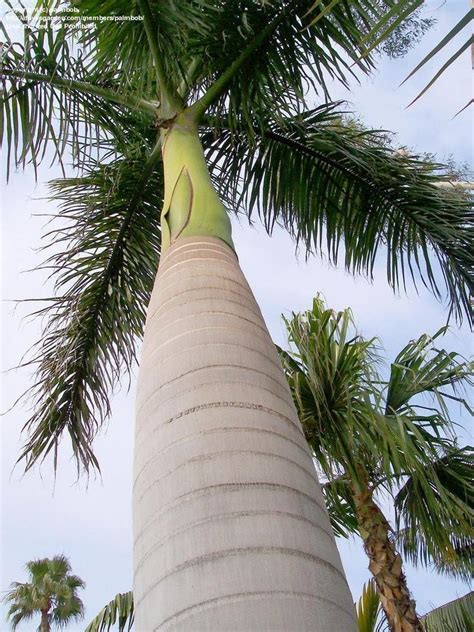 Mountain Cabbage Palm (Roystonea altissima) (Jamaican cabbage tree ...