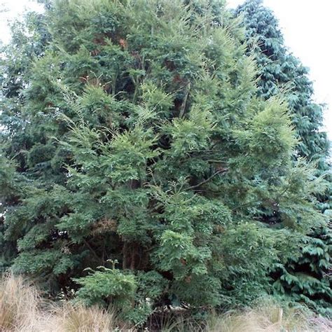 Lophozonia Menziesii Pukerau Nursery