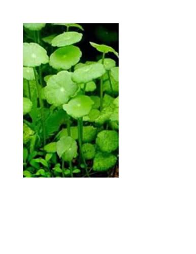 Nitrate Reduction The Best Aquarium Plants To Reduce Nitrates