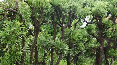 Podocarpus Care And Growing Guide Top Tips For These Trees Homes