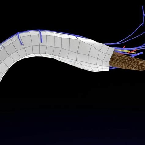⚕️ Pene Anatomía Completa Histología Capas Corte Sección Modelo 3d