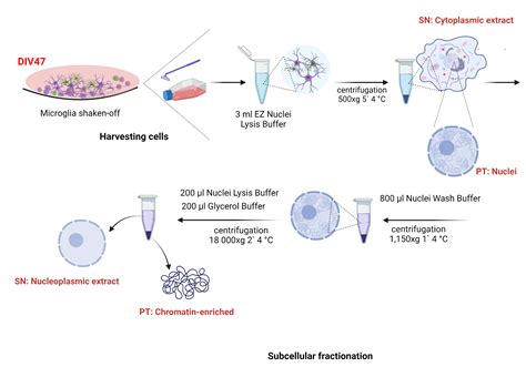 Subcellular Fractionation Of Mouse Primary Astrocyte Biorender