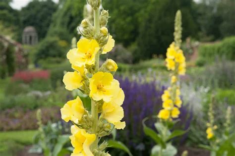 Вербаскум: выращивание из семян, посадка и уход + фото