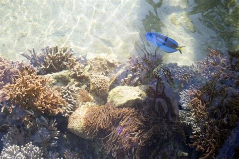 Free Stock photo of Coral reef with fish in ocean | Photoeverywhere