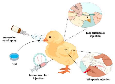 Vaccines Free Full Text Advances In Poultry Vaccines Leveraging