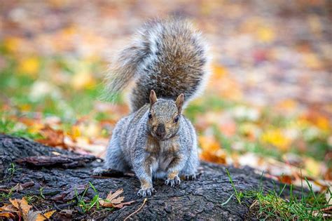 Graues Eichhörnchen in der Strasse Bild kaufen 71340826 Image