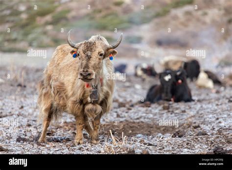 domestic yak   himalaya mountains nepal stock photo alamy