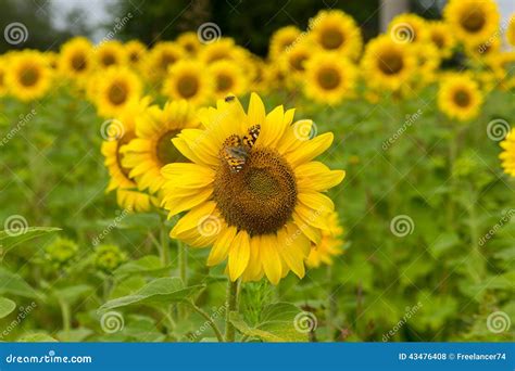 Borboleta No Girassol Foto De Stock Imagem De Mola Flores