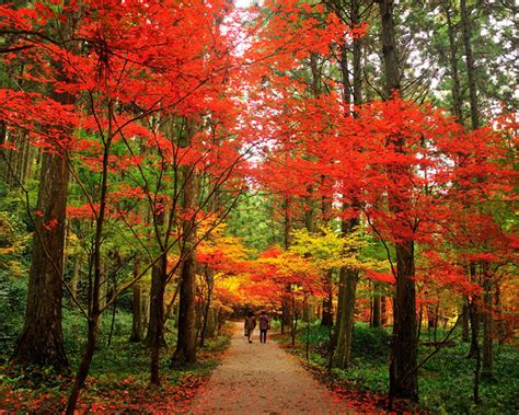 静岡県の絶景紅葉スポット2020【見頃＆名所ガイド】｜静岡新聞sbs アットエス