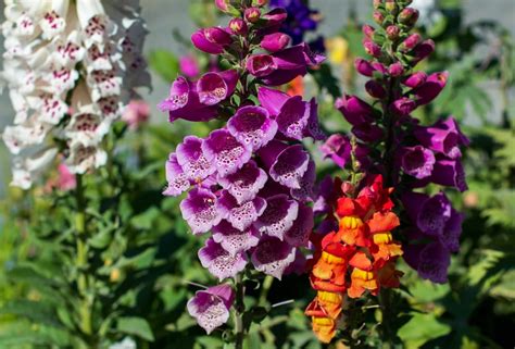 How To Grow Foxgloves Care And Growing Tips Upgardener™