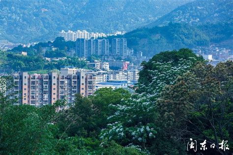 新宁德拍客团 李在定：山中五月恋花开，油桐花香入梦来宁德网