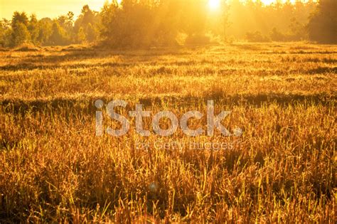 Farmland Sunset Stock Photo Royalty Free Freeimages