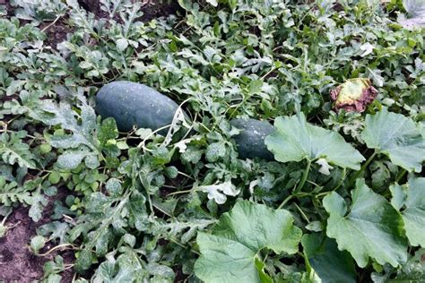 8 Secrets To Grow Amazing Watermelon How To Know When Theyre Ripe