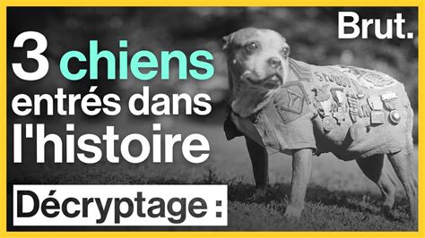 3 chiens entrés dans l histoire YouTube