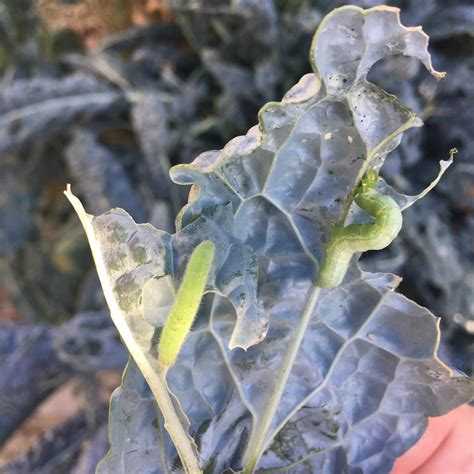 What are these and how do I stop them from eating all my kale?!? : r