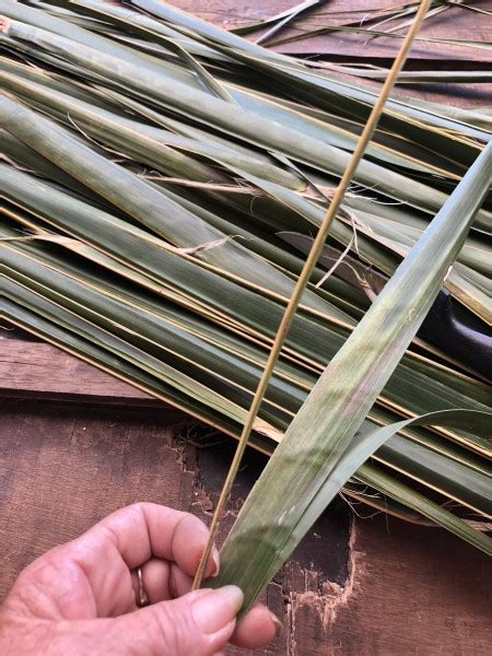 Making A Coconut Leaf Broom | ThriftyFun