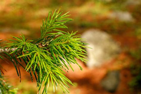 Closeup Shot Of Pine Tree Leaves Graphic By Shahsoft · Creative Fabrica