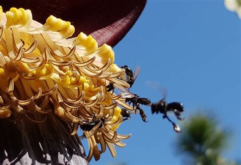 Quais são os mecanismos de defesa das abelhas sem ferrão A Lavoura