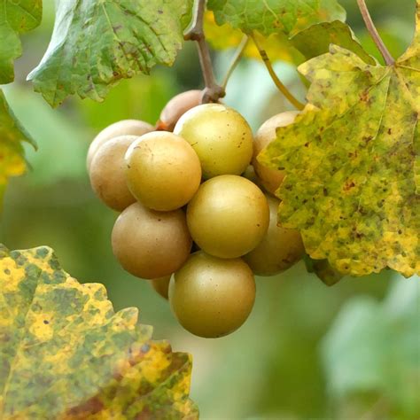 Muscadines Isons Nursery And Vineyard