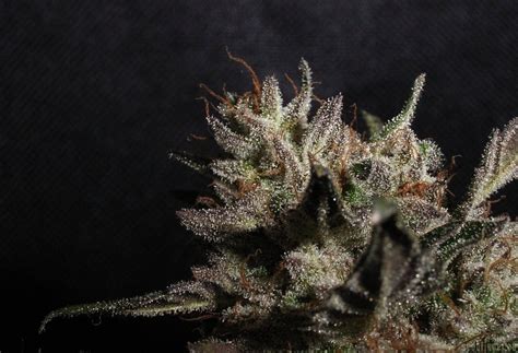 Strain Gallery Og Kush Lemonlarry Ibl Alpine Seeds Pic