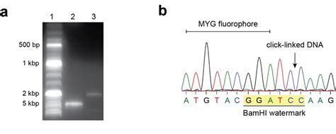 Figure S1. Verification of the click-linked pmCherry plasmid. a) Gel ...