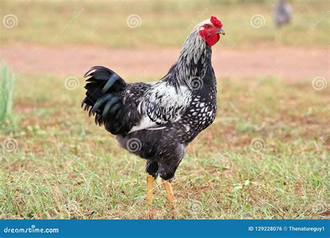 Silver-laced Wyandotte Rooster in Field Stock Photo - Image of isolated, natural: 129228076