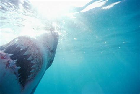 Video shows great white shark attacking kayaker in Monterey Bay - SFGate