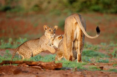 Lion cub playing with mum stock photo. Image of hunter - 169399098