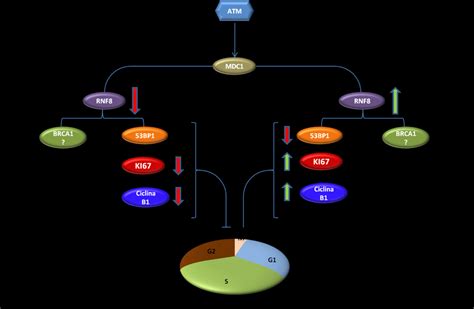 Regulación de la proliferación por RNF8 Download Scientific Diagram