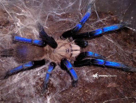 Lasiocyano Saizmai Ex Pterinopelma Sazimai Female 5cm Iridescent