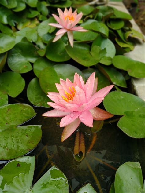 Pink and White Lotus on Water · Free Stock Photo