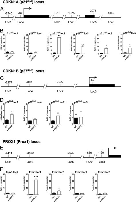 Endogenous NR5A2 directly interacts with the promoters and regulatory ...