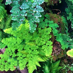 Главная страница - exoticplantshop.org