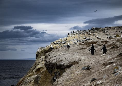 A Day Among Penguins on Chile’s Magdalena Island | The Epoch Times