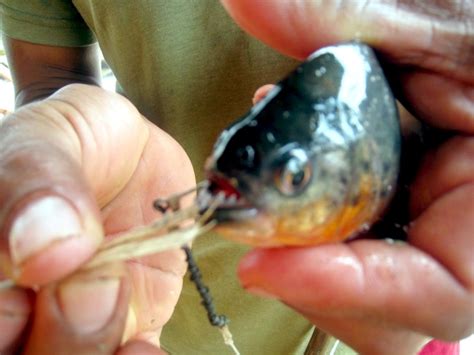 Red-bellied Piranha – "OCEAN TREASURES" Memorial Library