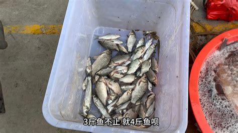 大清早农村小伙赶集买河鱼，和卖鱼大叔估堆，一起来瞧瞧 Bilibilib站无水印视频解析——6li6在线工具箱